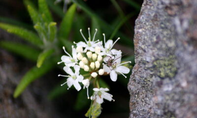 Labrador Tea: An Abundant Local Edible Wild Plant