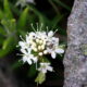 Labrador Tea: An Abundant Local Edible Wild Plant