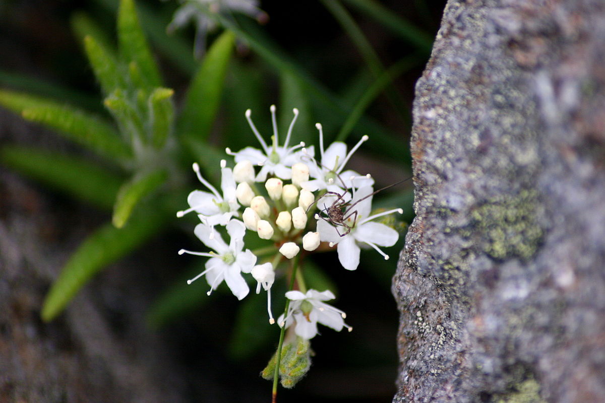 Labrador Tea: An Abundant Local Edible Wild Plant