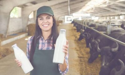 Wellhealthorganic Buffalo Milk: Natural Goodness for All Ages