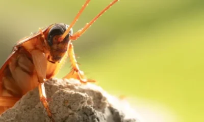 Cockroach Exterminator Myths: Debunking Common Misconceptions About Pest Control