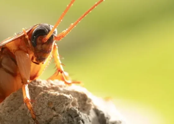 Cockroach Exterminator Myths: Debunking Common Misconceptions About Pest Control