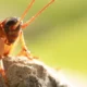 Cockroach Exterminator Myths: Debunking Common Misconceptions About Pest Control