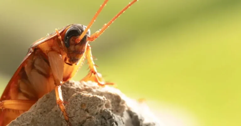 Cockroach Exterminator Myths: Debunking Common Misconceptions About Pest Control